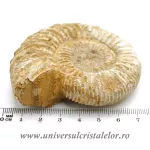 Amonit perisphinctes polisat