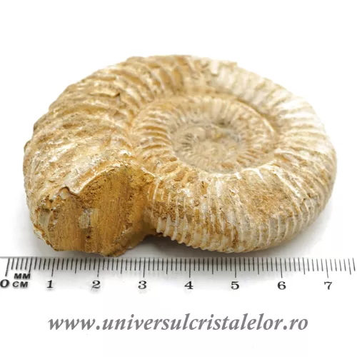 Amonit perisphinctes polisat