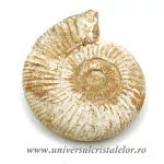 Amonit perisphinctes Amonit perisphinctes