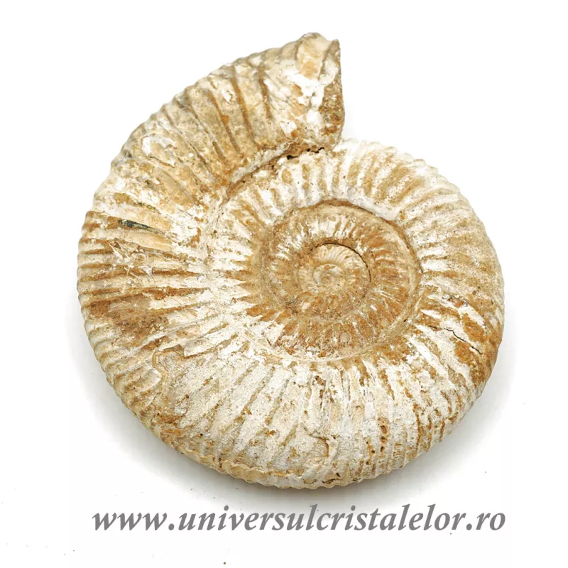 Amonit perisphinctes Amonit perisphinctes