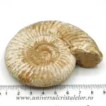 Amonit perisphinctes Amonit perisphinctes