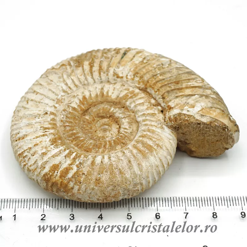 Amonit perisphinctes Amonit perisphinctes