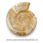 Amonit perisphinctes