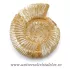 Amonit perisphinctes