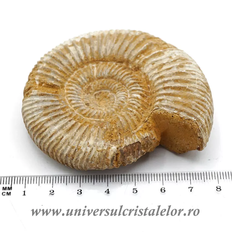 Amonit perisphinctes