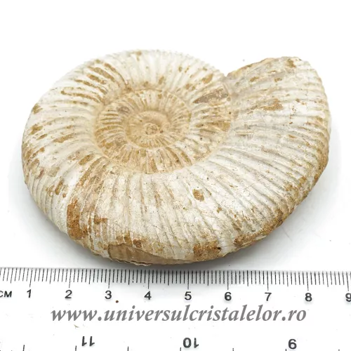 Amonit perisphinctes Amonit perisphinctes