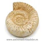 Amonit perisphinctes