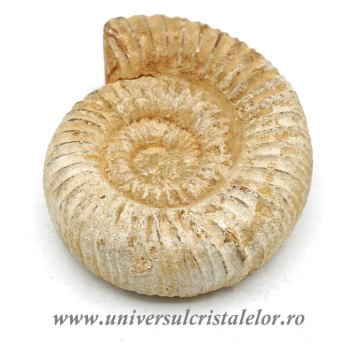 Amonit perisphinctes Amonit perisphinctes