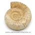 Amonit perisphinctes
