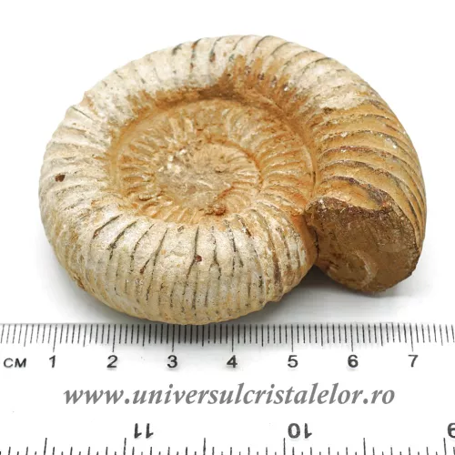 Amonit perisphinctes Amonit perisphinctes