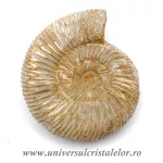 Amonit perisphinctes