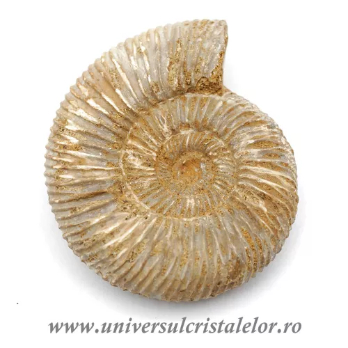 Amonit perisphinctes