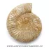 Amonit perisphinctes