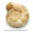 Amonit perisphinctes