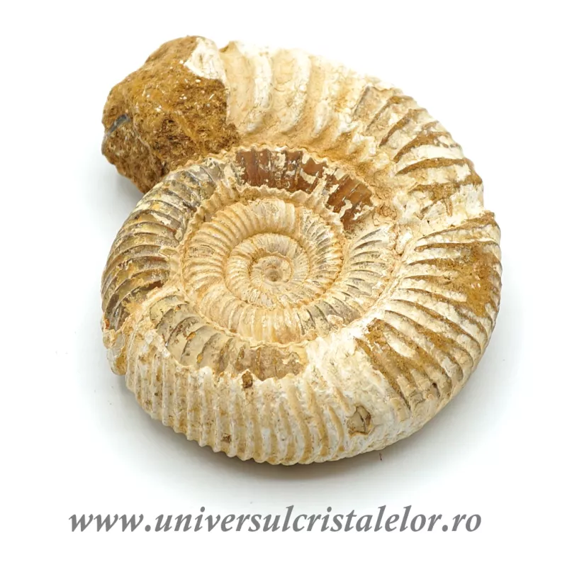 Amonit perisphinctes