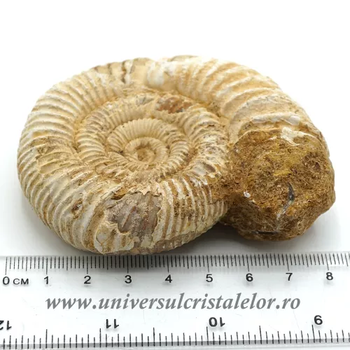 Amonit perisphinctes