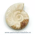 Amonit perisphinctes Amonit perisphinctes