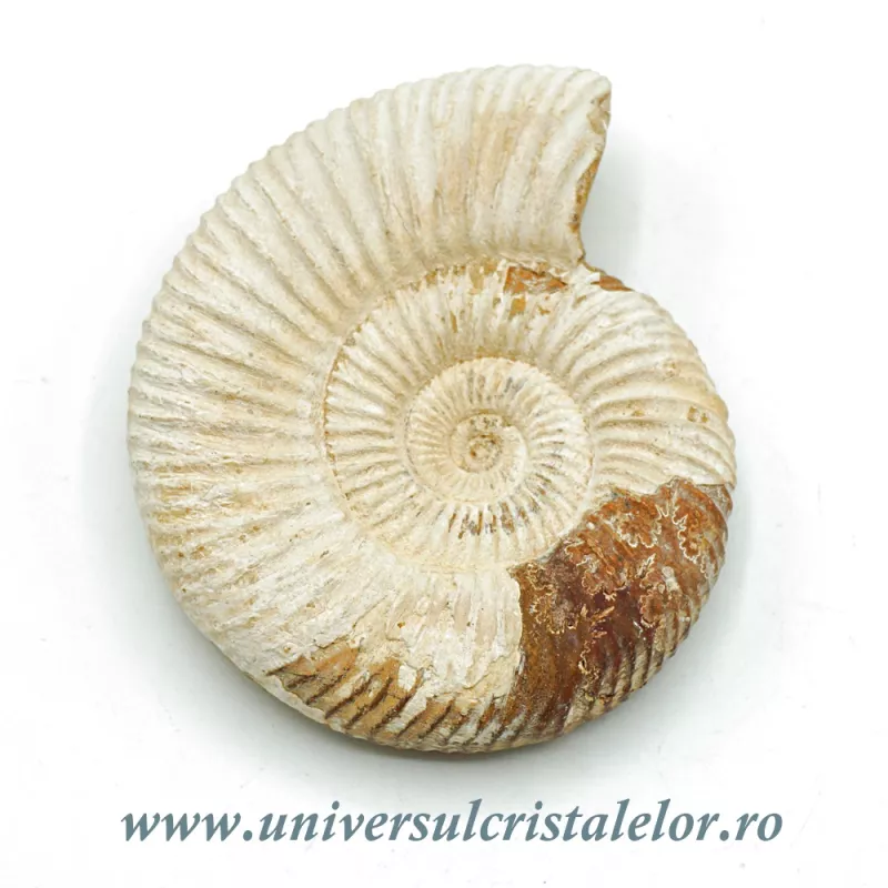 Amonit perisphinctes Amonit perisphinctes