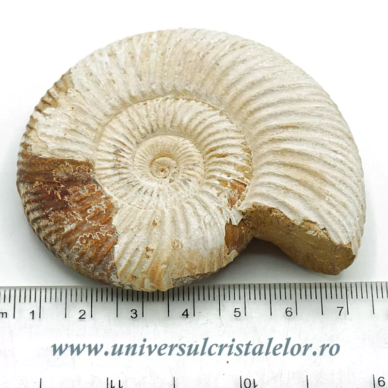 Amonit perisphinctes Amonit perisphinctes