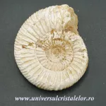 Amonit perisphinctes Amonit perisphinctes