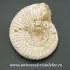 Amonit perisphinctes