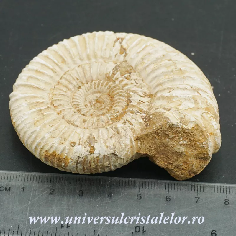 Amonit perisphinctes Amonit perisphinctes