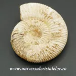 Amonit perisphinctes