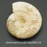 Amonit perisphinctes