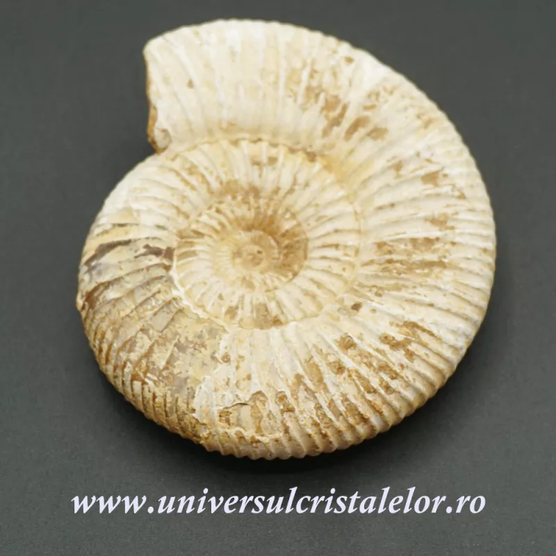 Amonit perisphinctes