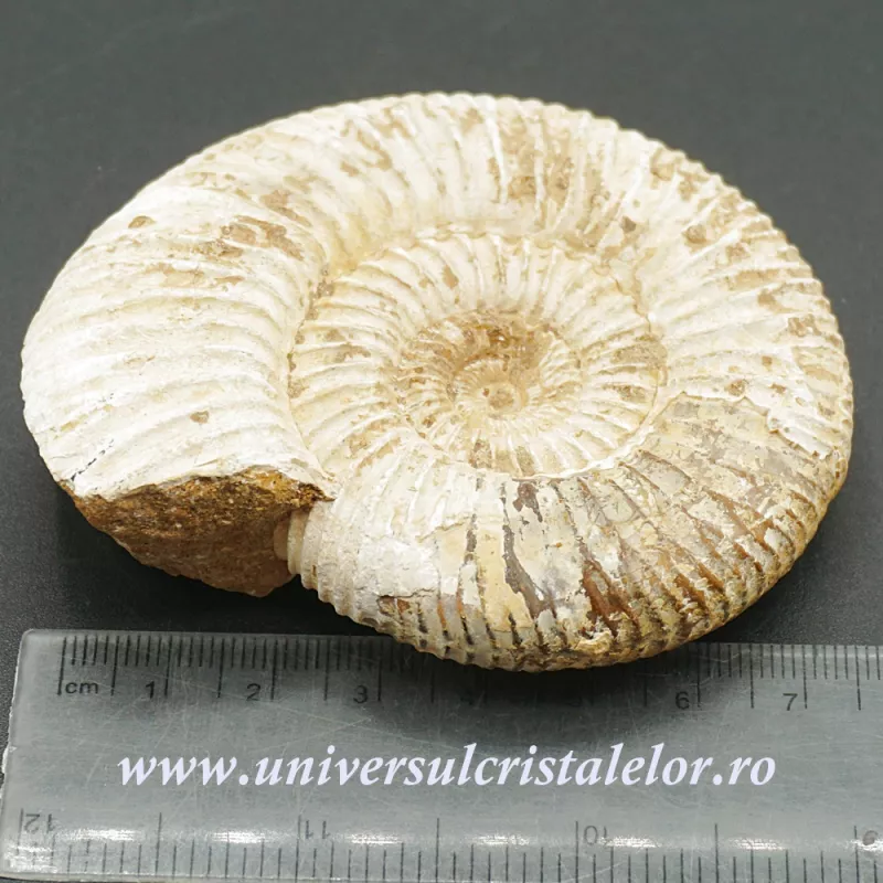 Amonit perisphinctes