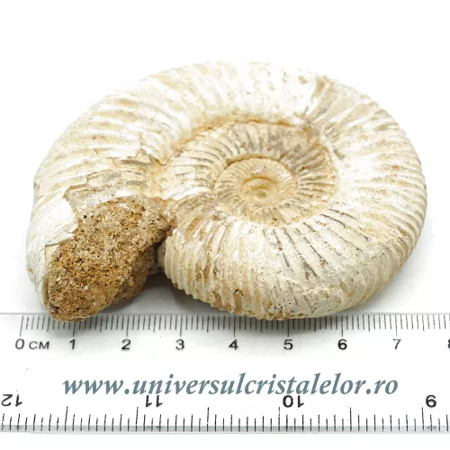 Amonit perisphinctes Amonit perisphinctes