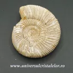 Amonit perisphinctes Amonit perisphinctes