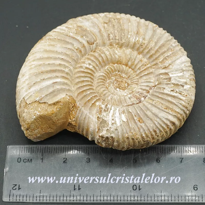 Amonit perisphinctes Amonit perisphinctes