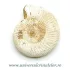 Amonit perisphinctes polisat