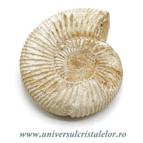 Amonit perisphinctes Amonit perisphinctes