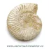 Amonit perisphinctes