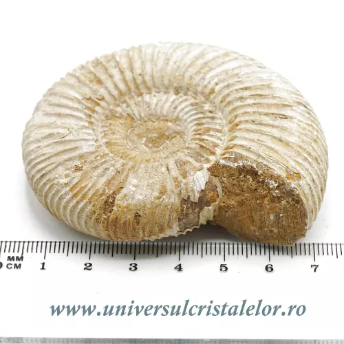 Amonit perisphinctes Amonit perisphinctes