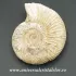 Amonit perisphinctes polisat