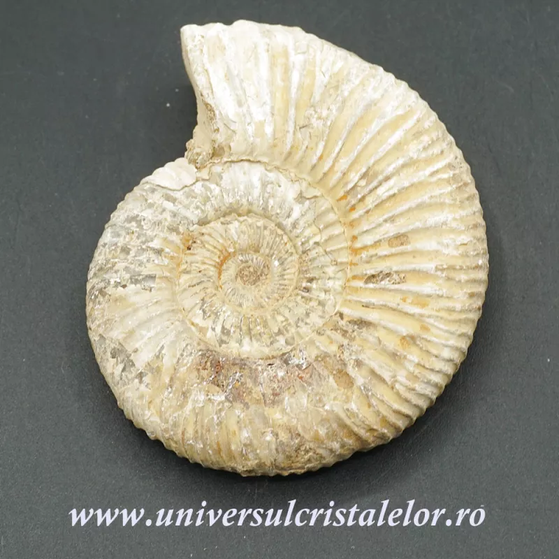Amonit perisphinctes polisat Amonit perisphinctes polisat