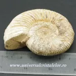 Amonit perisphinctes polisat Amonit perisphinctes polisat
