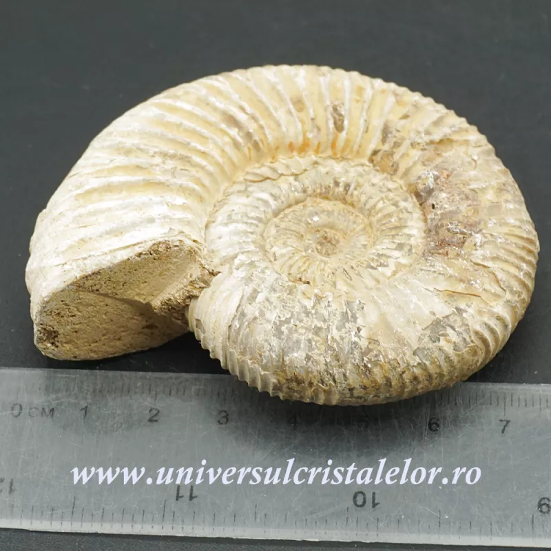 Amonit perisphinctes polisat Amonit perisphinctes polisat