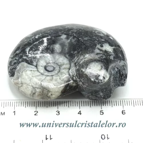 Amonit orthoceras Amonit orthoceras