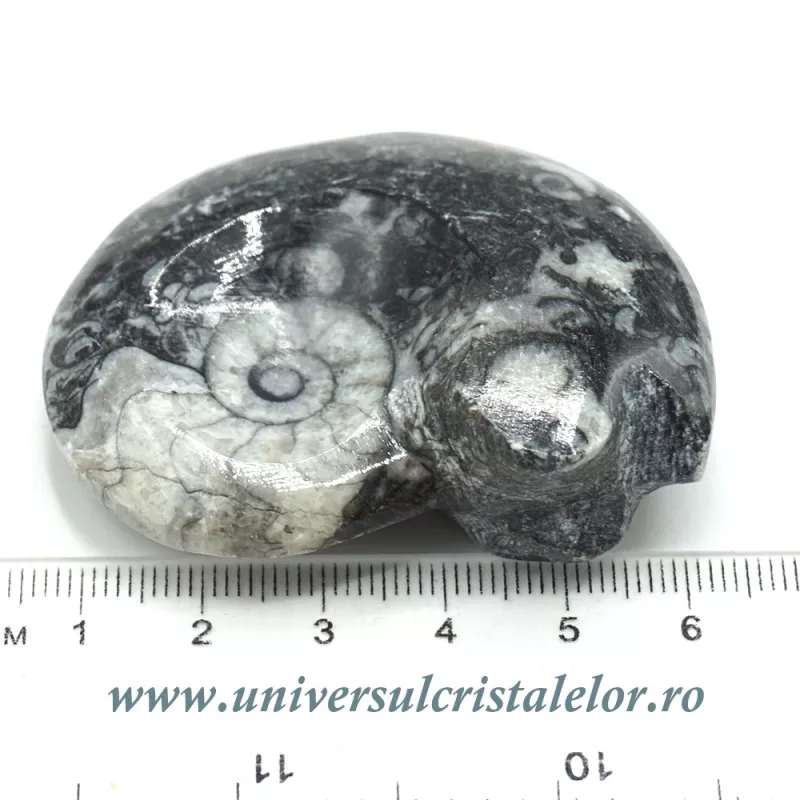 Amonit orthoceras Amonit orthoceras