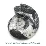 Amonit orthoceras Amonit orthoceras