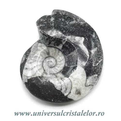 Amonit orthoceras Amonit orthoceras
