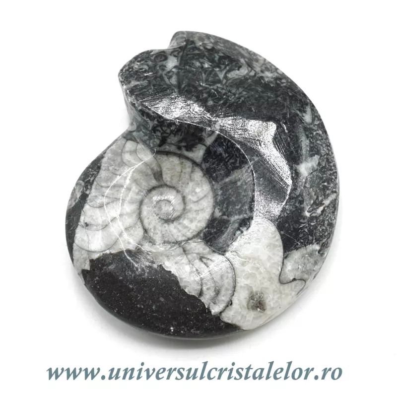 Amonit orthoceras Amonit orthoceras