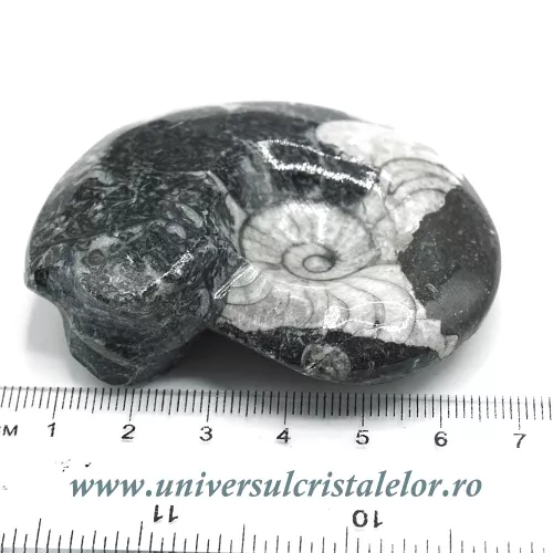 Amonit orthoceras Amonit orthoceras