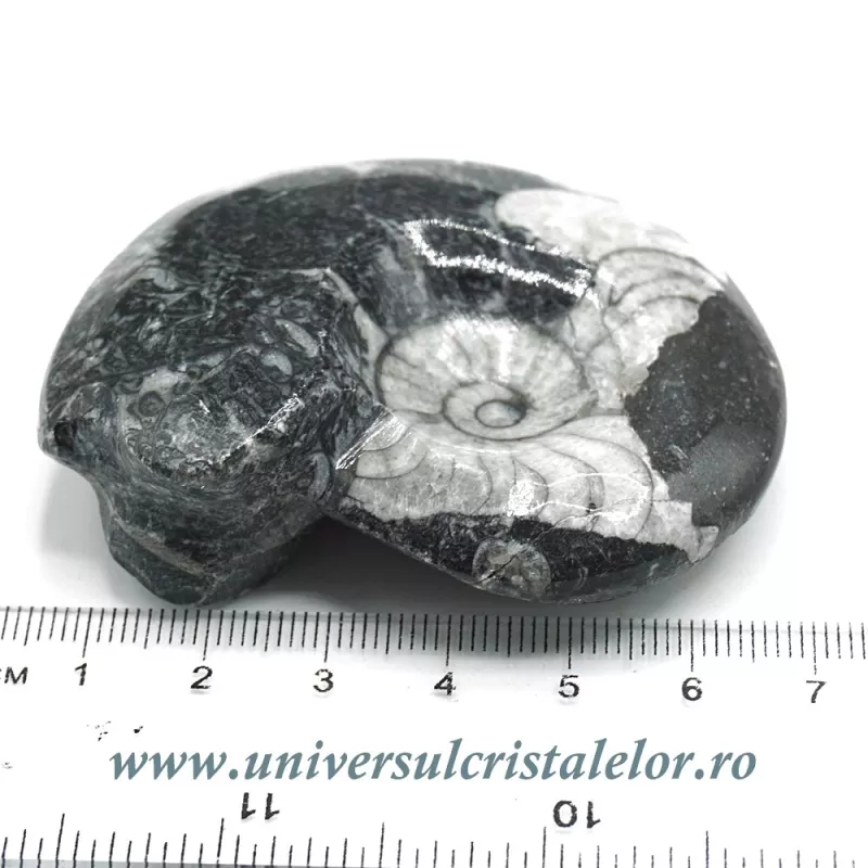 Amonit orthoceras Amonit orthoceras