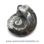Amonit orthoceras Amonit orthoceras