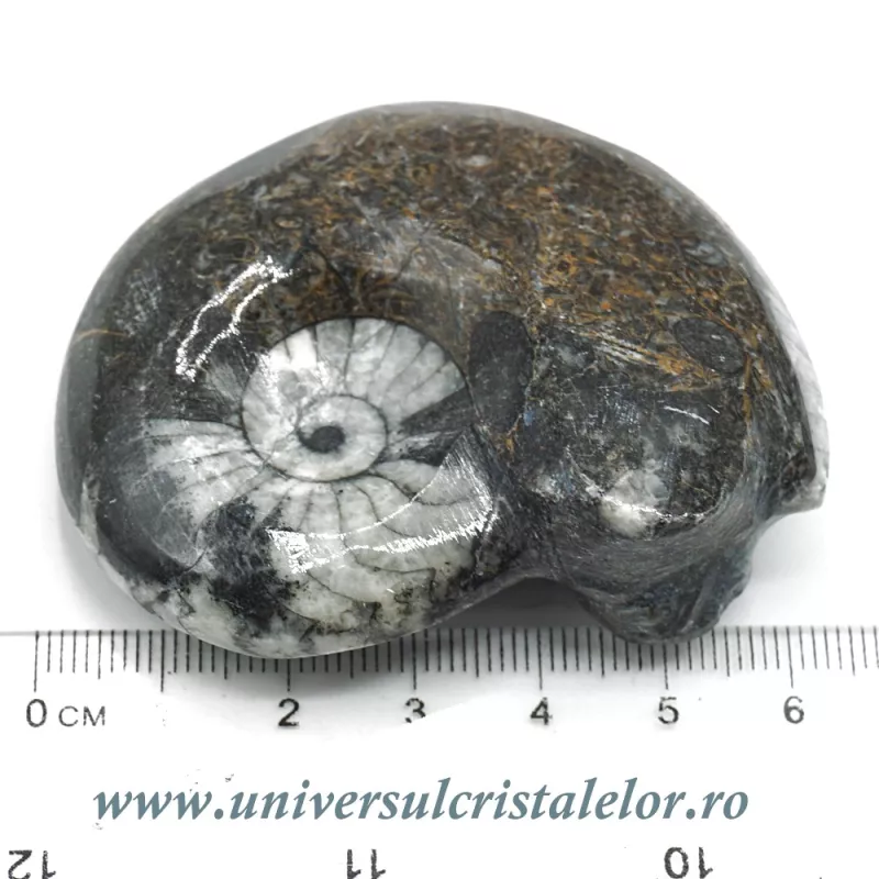 Amonit orthoceras Amonit orthoceras